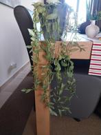 Hangplant in pot, Huis en Inrichting, Kamerplanten, Overige soorten, Minder dan 100 cm, Ophalen of Verzenden, Halfschaduw