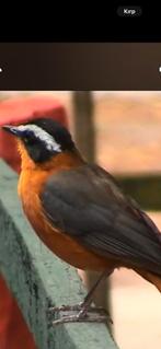 Koppel Heuglini tapuit, Meerdere dieren