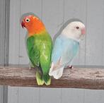 1-1 Fischeri opaline pale fallow 2024-2023, Meerdere dieren, Dwergpapegaai of Agapornis, Geringd