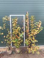Hazelaar (Corylus avellana), Tuin en Terras, Ophalen, Overige soorten, Struik, 100 tot 250 cm
