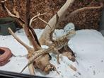 Te koop: Dwergbaardagaam Man incl. terrarium en toebehoren, Dieren en Toebehoren, Reptielen en Amfibieën, Hagedis, Met terrarium