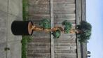 kunstboom bonsai podocarpus, Huis en Inrichting, Ophalen, Gebruikt, Binnen