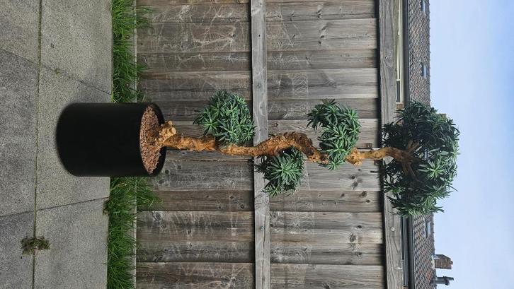 kunstboom bonsai podocarpus, Huis en Inrichting, Woonaccessoires | Kunstplanten en Kunstbloemen, Gebruikt, Binnen, Ophalen