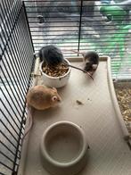 4 mannetjes muizen, Dieren en Toebehoren, Augustus, Muis, Mannelijk, Tam