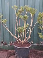 Mooie ilex crenata Convexa bonsai-ponpon, In pot, Ophalen