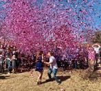 Gender Reveal Confettkanon te huur, Hobby en Vrije tijd, Feestartikelen | Verhuur, Nieuw, Ophalen of Verzenden, Geboorte of Huwelijk