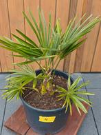 Trachycarpus Fortunei nr. 4 NL kweek, Ophalen, Zomer, Overige soorten, Halfschaduw