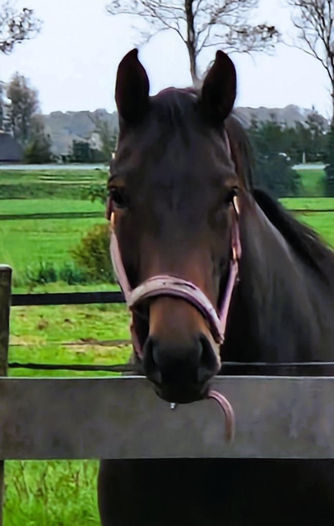 Knappe zwartbruine 2 jarige merrie Ziyech x 007, Dieren en Toebehoren, Paarden, Merrie, Onbeleerd, 160 tot 165 cm, 0 tot 2 jaar