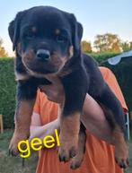 Rottweiler puppies met stamboom, Dieren en Toebehoren, België, Particulier, Reu, 8 tot 15 weken