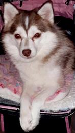 Pomsky F2 + IPHR NL, liefke, Dieren en Toebehoren, Rabiës (hondsdolheid), 1 tot 2 jaar, Teef, Poolhond