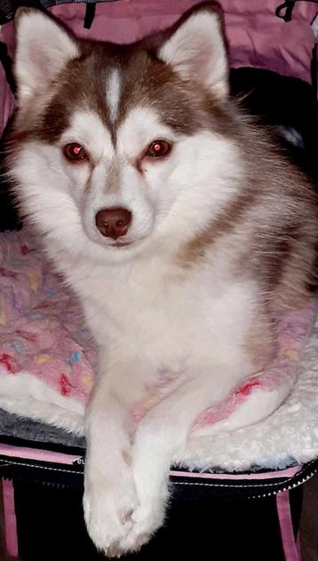 Pomsky F2 + IPHR NL, liefke beschikbaar voor biedingen