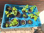 Gele framboos plantjes op is op!, Zomer, Vaste plant, Fruitplanten, Ophalen