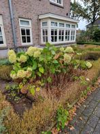 Annabelle Hortensia's en Nepeta's gratis, Tuin en Terras, Planten | Struiken en Hagen, Ophalen, Hortensia, Minder dan 100 cm