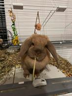Konijntje Bella, Dieren en Toebehoren, Vrouwelijk