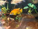 Aulonocara baenschi benga, Dieren en Toebehoren, Vissen | Aquariumvissen, Vis