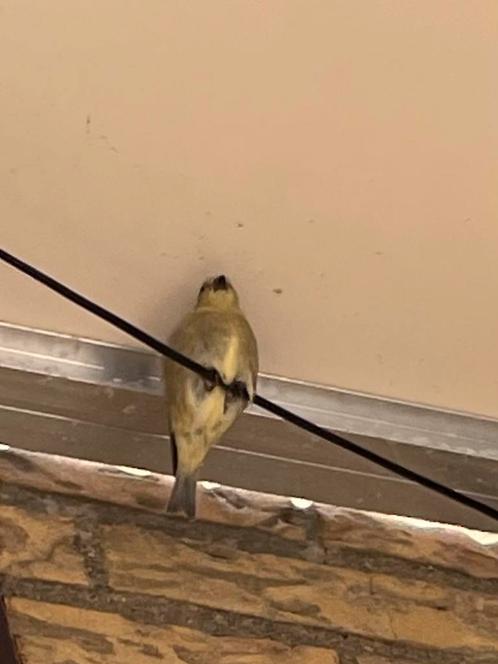Jonge sijsjes, Dieren en Toebehoren, Vogels | Overige Vogels, Wildzangvogel, Geslacht onbekend, Tam