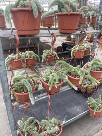 Cactus/suculent Monkey’s Tail Hildewintera Colademononis. beschikbaar voor biedingen
