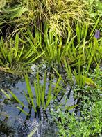 Tka mooie krabbescheerplanten voor de vijver, Tuin en Terras, Ophalen