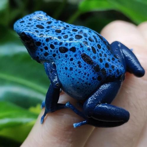 Heel veel azureus azureus, o.a. Sky blue, Dieren en Toebehoren, Reptielen en Amfibieën