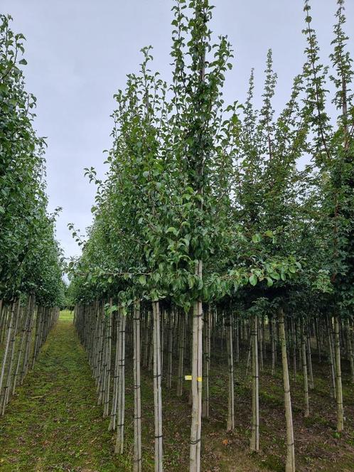 Peer/ perenboom | Pyrus communis 'Doyenné du Comice', Tuin en Terras, Planten | Bomen, Overige soorten, Volle zon, Winter, Ophalen