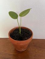 Baby Monstera plantje, Ophalen, Overige soorten, Minder dan 100 cm