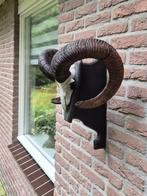 Grote Moeflon Schedel van NP de Hoge Veluwe Jacht Mancave 69, Ophalen, Gebruikt, Wild dier, Schedel