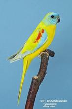 Gezocht turquoisine parkiet pop, Dieren en Toebehoren, Vogels | Parkieten en Papegaaien, Vrouwelijk, Parkiet