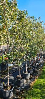 Bomenopruiming. fruitbomen struik, half, hoogstam appel peer, Ophalen of Verzenden, Lente, In pot, Halfschaduw