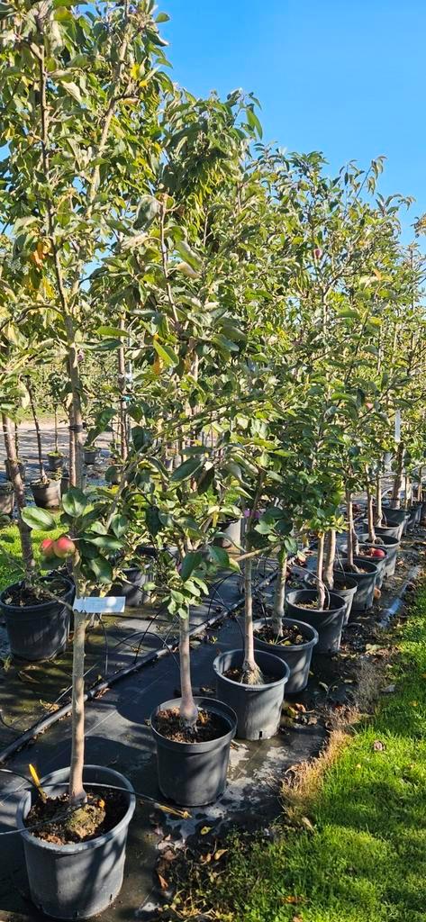 Bomenopruiming. fruitbomen struik, half, hoogstam appel peer, Tuin en Terras, Planten | Bomen, Halfschaduw, Lente, In pot, Ophalen of Verzenden