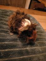 Jonge cavia, Dieren en Toebehoren, Knaagdieren, November, Mannelijk, Cavia