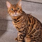 Mooie Bengaal dekkater met stamboom te koop zie omschrijving, Dieren en Toebehoren, Kater, Met stamboom