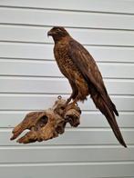 Grote majestueuze Buizerd zit op stevige tak, (+meer vogel)., Ophalen of Verzenden, Zo goed als nieuw, Vogel, Opgezet dier