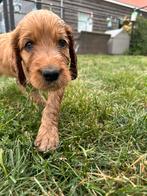 Leuke Irish doodle pups!, Dieren en Toebehoren, Honden | Setters en Staande honden, CDV (hondenziekte), 8 tot 15 weken, Meerdere