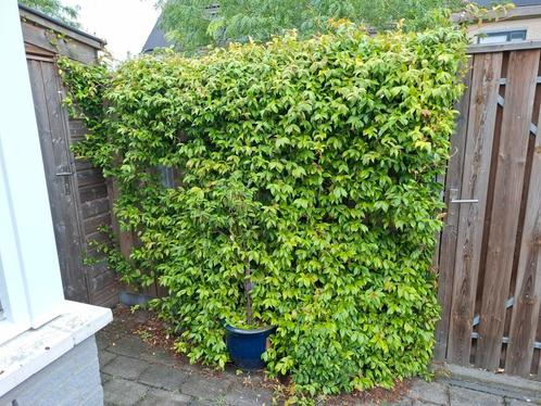 Toscaanse Jasmijn gratis, Tuin en Terras, Planten | Struiken en Hagen, Overige soorten, 100 tot 250 cm, Ophalen