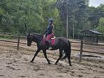 Leuke pony zoekt bijrijder/verzorger, Ophalen, Nieuw