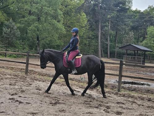 Leuke pony zoekt bijrijder/verzorger, Dieren en Toebehoren, Paarden en Pony's | Verzorgingsproducten, Nieuw, Ophalen