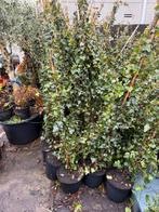Supergrote hedra vind u niet snel eiglijk gelijk dicht, Ophalen, Vaste plant, Bloeit niet, Halfschaduw
