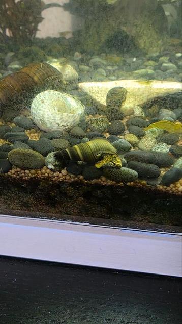 Sulawesi slakken beschikbaar voor biedingen