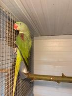 Alexander pop eigen kweek 2024, Vrouwelijk, Parkiet