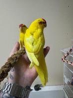 Kakariki Super tam., Vrouwelijk, Parkiet, Geringd