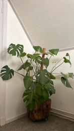 Monstera ( kamer ) plant met stronk, Overige soorten, 100 tot 150 cm, Ophalen of Verzenden, Halfschaduw