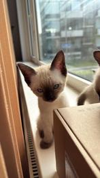 Gestreepte Siamees kittens, Dieren en Toebehoren, Katten en Kittens | Raskatten | Korthaar, Poes, Gechipt, 0 tot 2 jaar