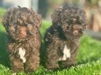 poedel x boomer pups maltipoo boompoo, Dieren en Toebehoren, Nederland, CDV (hondenziekte), 8 tot 15 weken, Meerdere