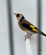 Putter Man, Dieren en Toebehoren, Vogels | Overige Vogels, Mannelijk