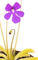Vetblad (Pinguicula 'Anna'), Bloeiende kamerplant, Ophalen of Verzenden, Overige soorten, Minder dan 100 cm