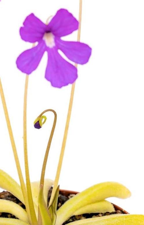 Vetblad (Pinguicula 'Anna'), Huis en Inrichting, Kamerplanten, Overige soorten, Minder dan 100 cm, Bloeiende kamerplant, Ophalen of Verzenden