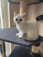 Schattige Britse Korthaar Scottish Fold Kitten (Wit/grijs, Ontwormd, Poes