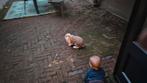2 hangoor konijnen, Dieren en Toebehoren, Pluimvee, Meerdere dieren, Eend