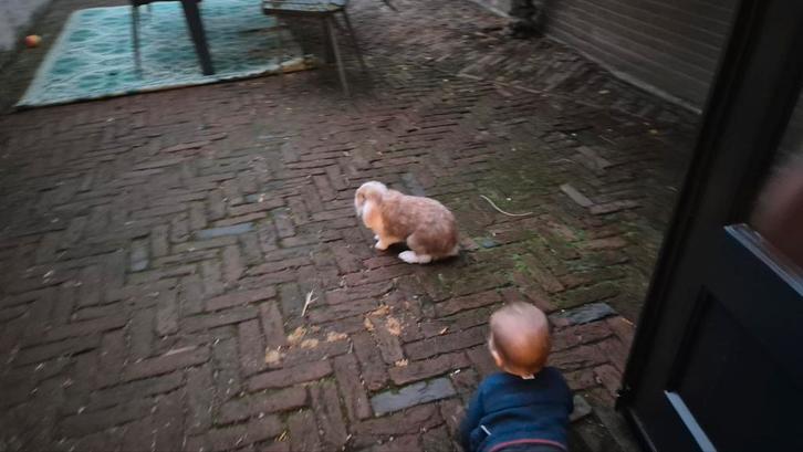2 hangoor konijnen, Dieren en Toebehoren, Pluimvee, Eend, Meerdere dieren
