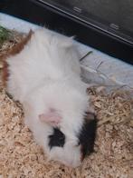 Wegens omstandigheden gaan deze 2 broertjes samem opzoek na, September, Mannelijk, Cavia